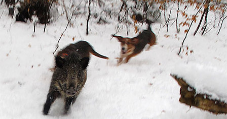 pig escape from dog