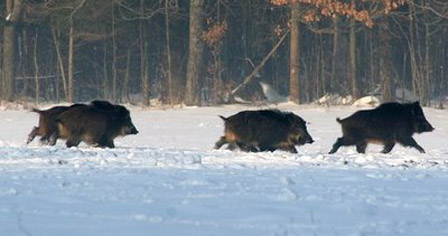 Running wild boars