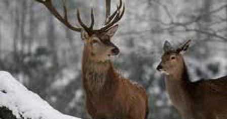 Two deers