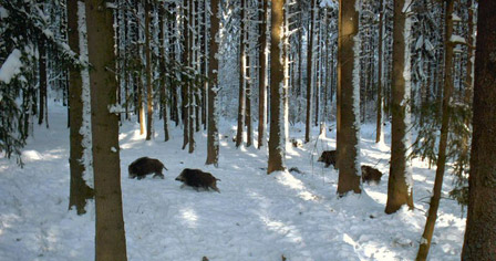 wildboars in forest